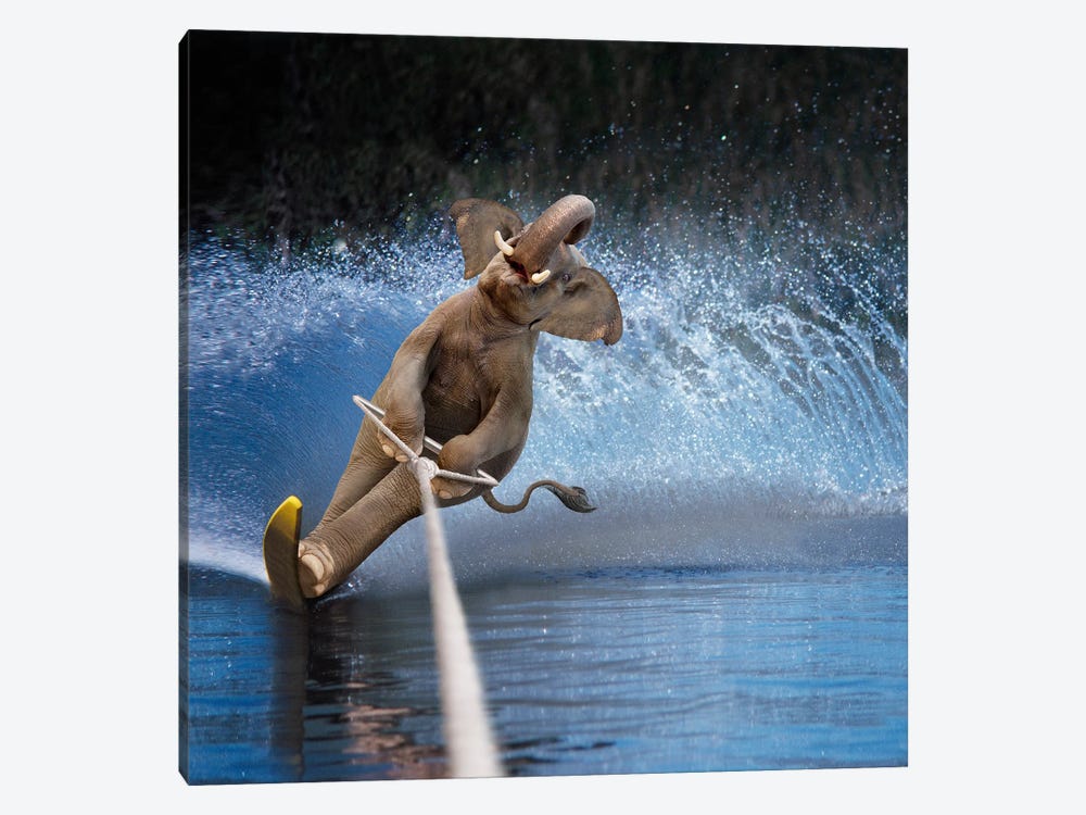 Water Ski Elephant by Lund Roeser 1-piece Canvas Wall Art