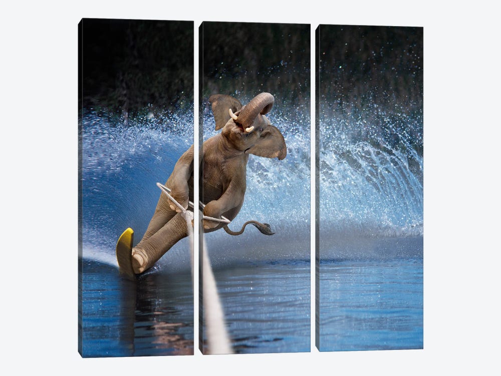 Water Ski Elephant by Lund Roeser 3-piece Canvas Art
