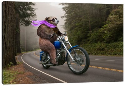 Biker Bear Canvas Art Print - Grizzly Bear Art