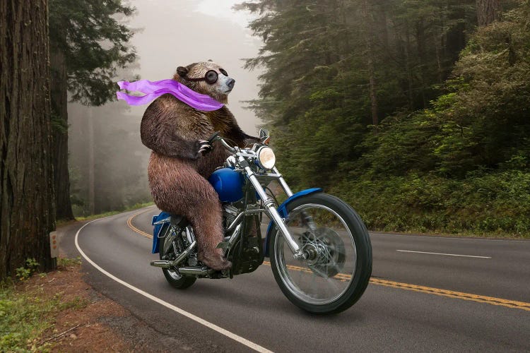 Biker Bear