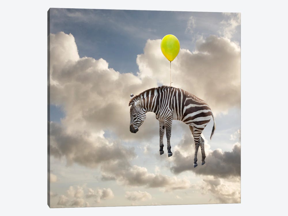 Zebra Float by Lund Roeser 1-piece Canvas Art Print