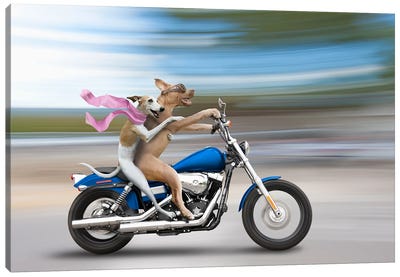 Biker Dogs Canvas Art Print - Italian Greyhound Art