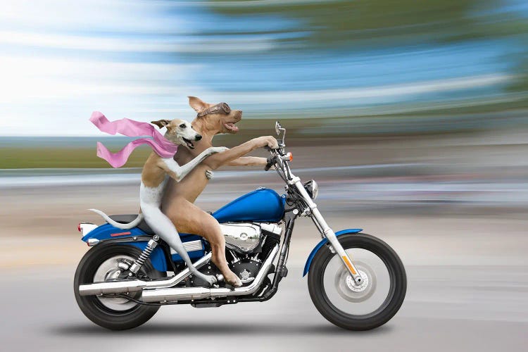 Biker Dogs