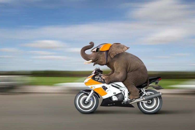 Elephant Biker