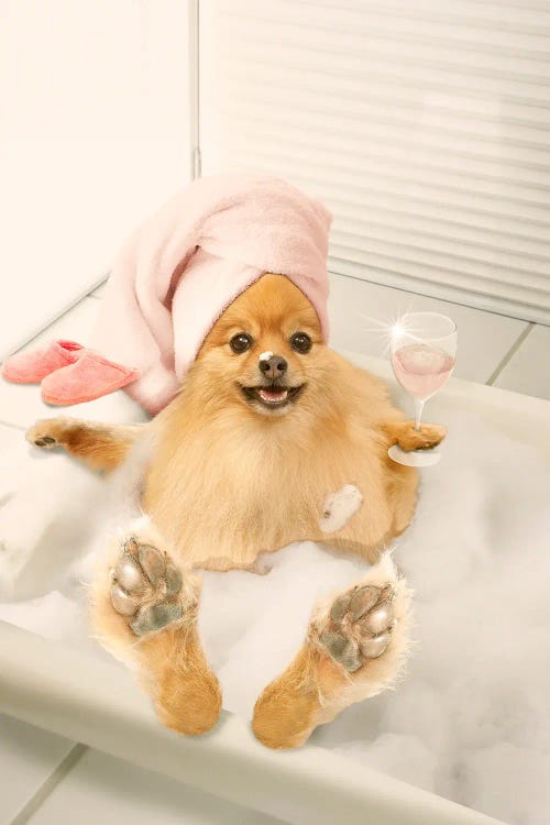 Pomeranian Bubble Bath