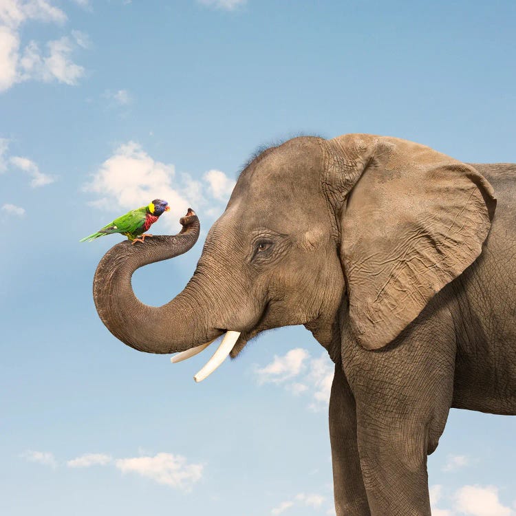 Elephant And Lorikeet Friends