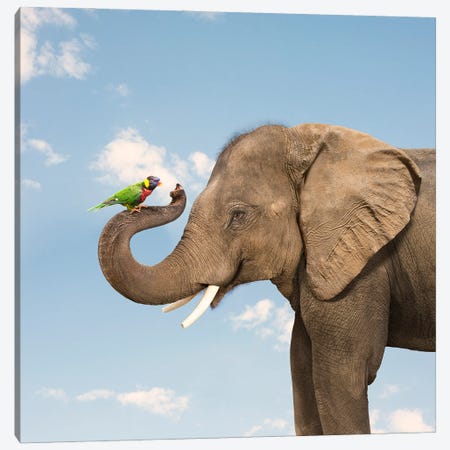 Elephant And Lorikeet Friends Canvas Print #LDZ96} by Lund Roeser Canvas Print
