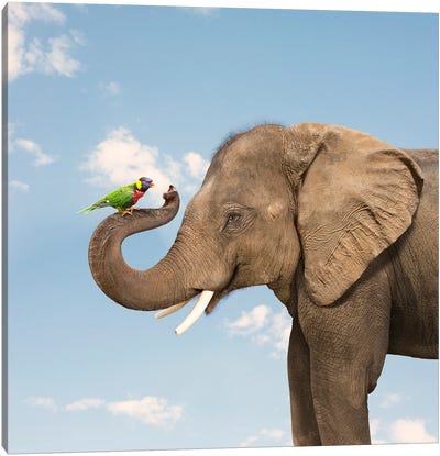 Elephant And Lorikeet Friends Canvas Art Print - Lund Roeser