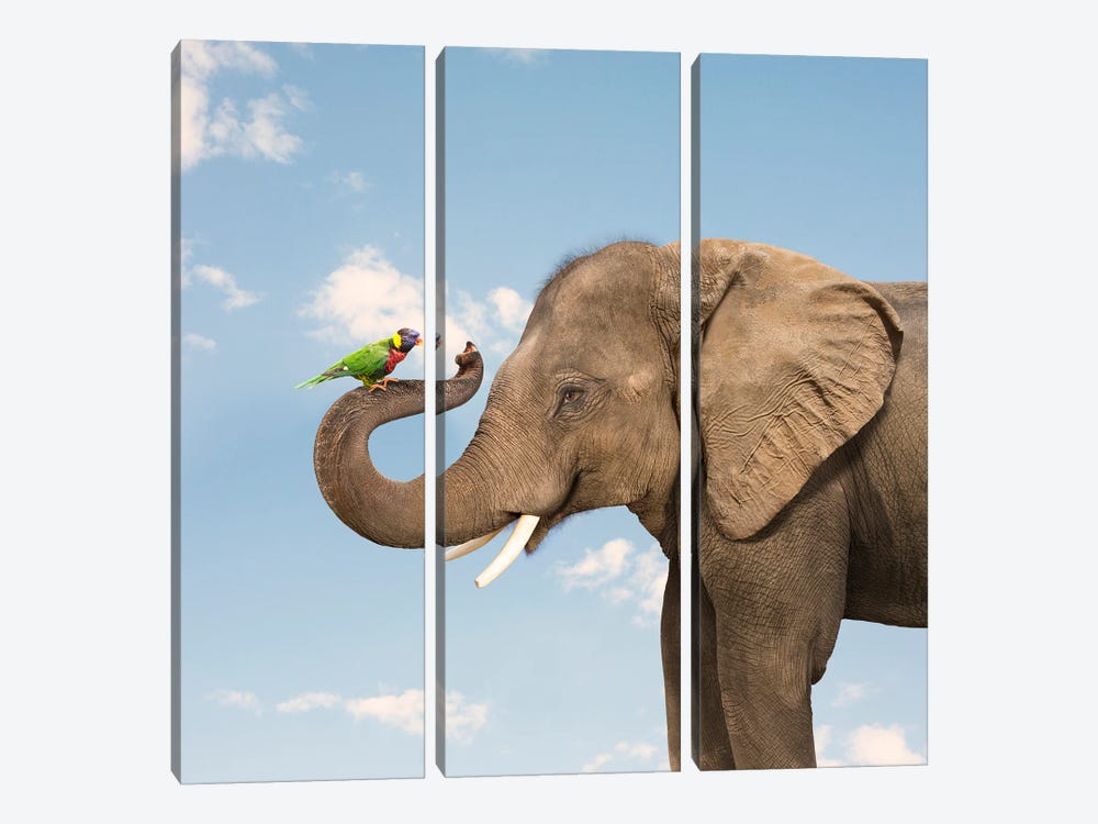 Elephant And Lorikeet Friends by Lund Roeser 3-piece Canvas Art