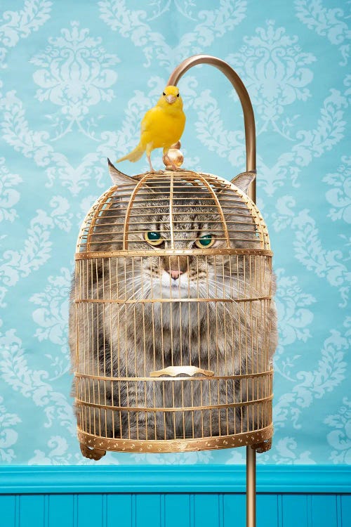 Caged Cat