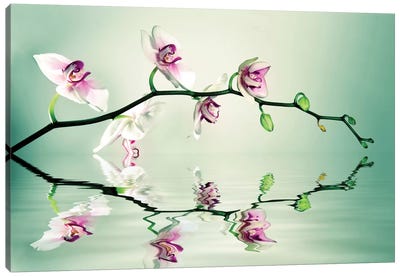 Zen Canvas Art Print - Green & Pink Art