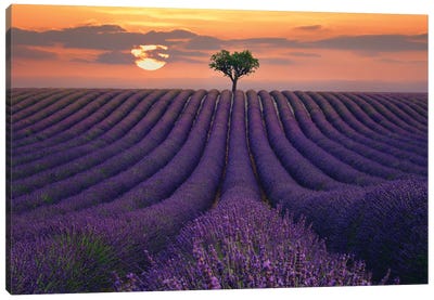 For the Love of Lavender Canvas Art Print