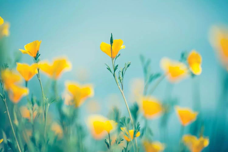 California Dream by Lee Sie wall art