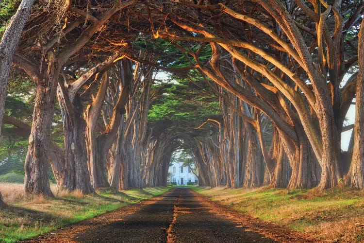 Tunnel Of Light by Lee Sie wall art