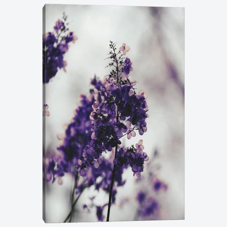 Purple Dried Hydrangea Canvas Print #LEH132} by Leah Straatsma Art Print