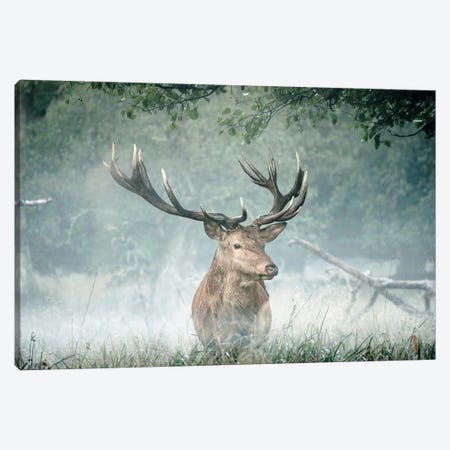 Friend Of The Forest Canvas Print #LEH247} by Leah Straatsma Canvas Artwork