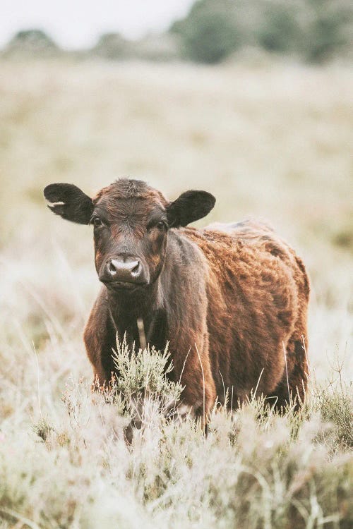 Beautiful Cow In Meadow