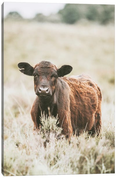 Beautiful Cow In Meadow Canvas Art Print - Leah Straatsma