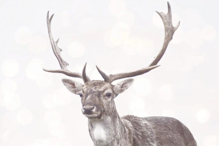 Boken Deer