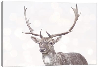Boken Deer Canvas Art Print - Leah Straatsma