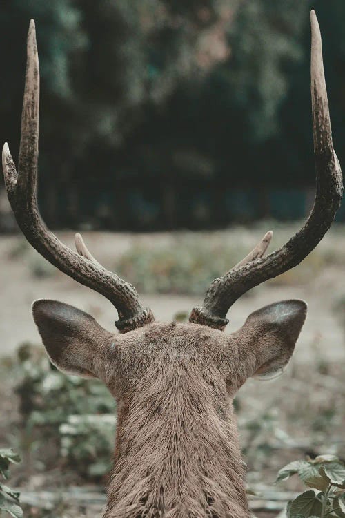 Deer With Antlers