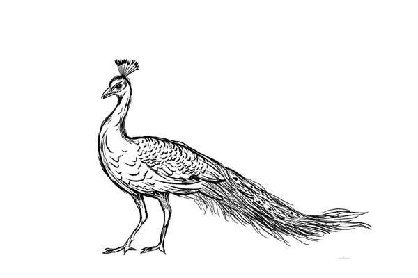 Peacocks: Black Peacock by Leah Straatsma