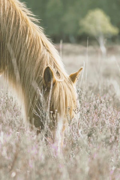 Golden Horse In Meadow by Leah Straatsma framed canvas print