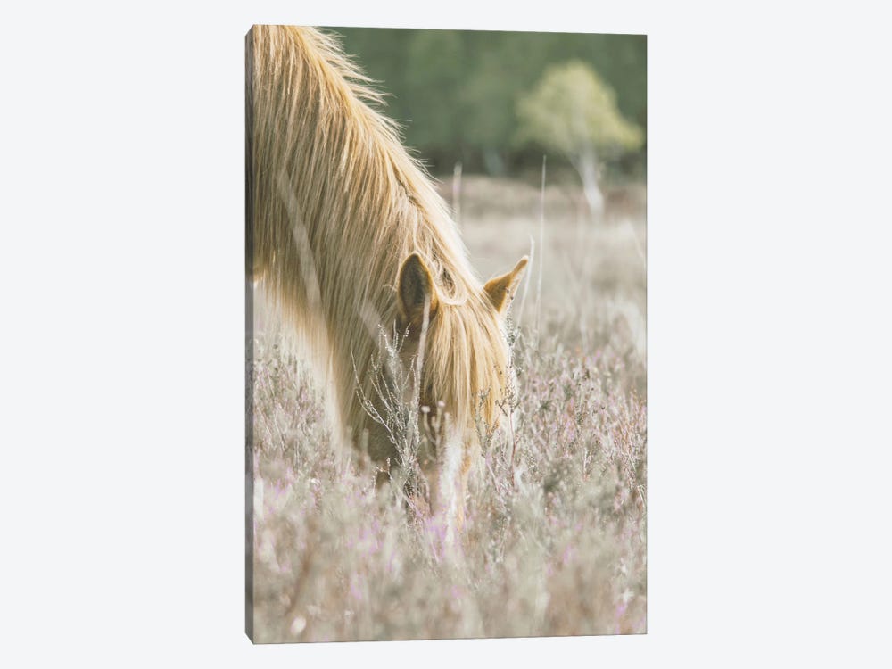 Golden Horse In Meadow by Leah Straatsma 1-piece Canvas Art Print