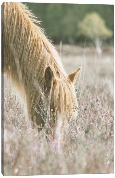 Golden Horse In Meadow Canvas Art Print - Leah Straatsma