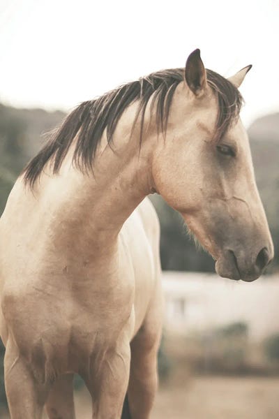 Pale Horse by Leah Straatsma framed canvas print