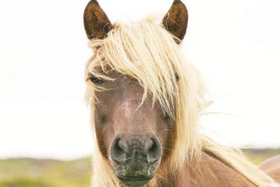 Pretty Horse by Leah Straatsma canvas print