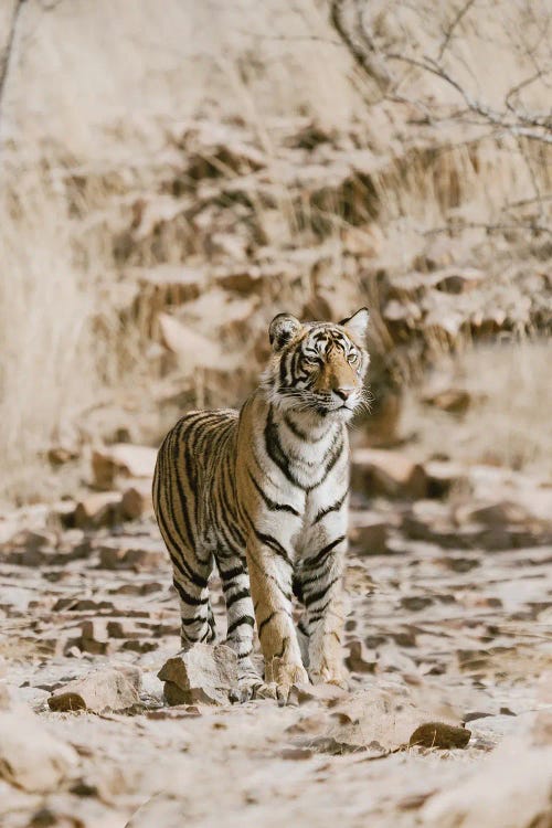 Tiger On Rocks