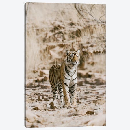 Tiger On Rocks Canvas Print #LEH304} by Leah Straatsma Art Print