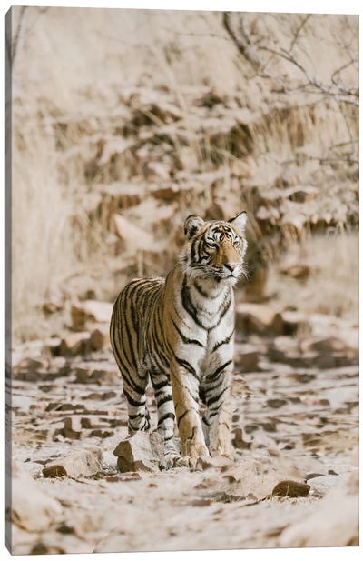 Tiger On Rocks Canvas Art Print - Leah Straatsma