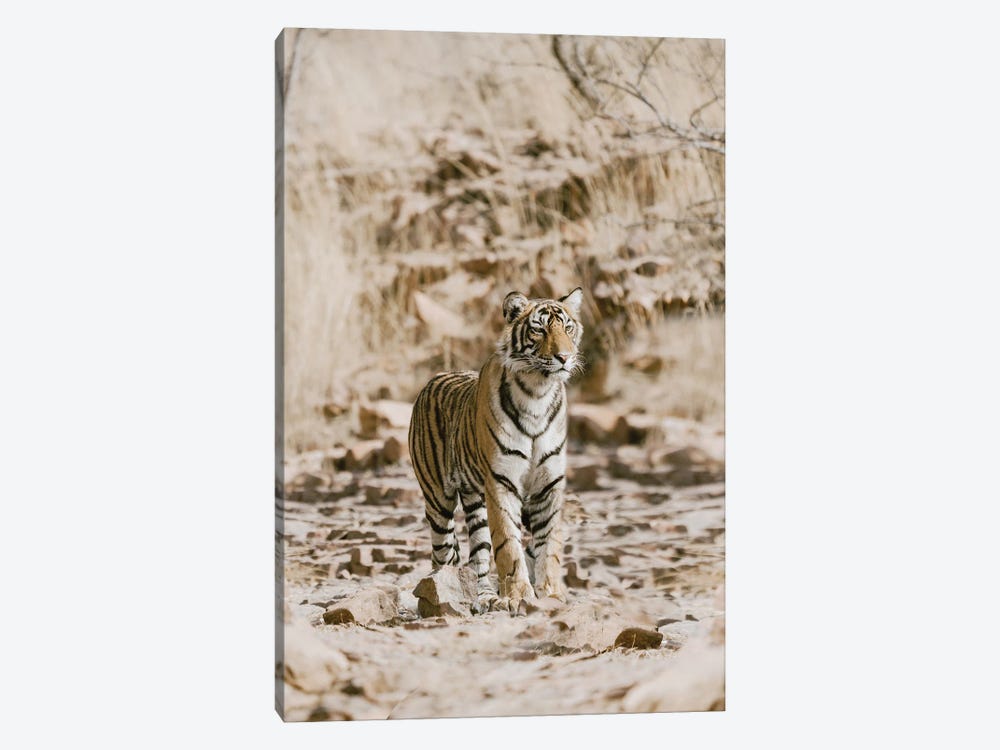 Tiger On Rocks by Leah Straatsma 1-piece Canvas Print