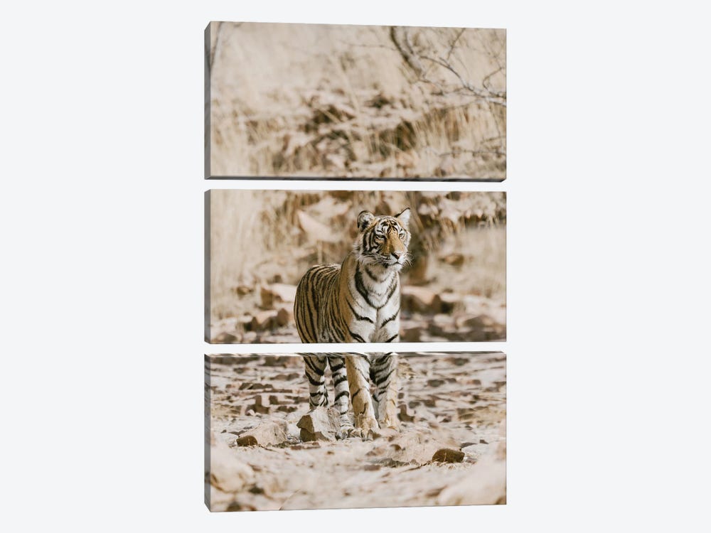 Tiger On Rocks by Leah Straatsma 3-piece Canvas Art Print