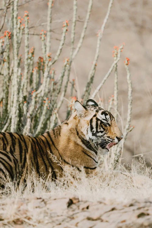 Tiger With Red Florals