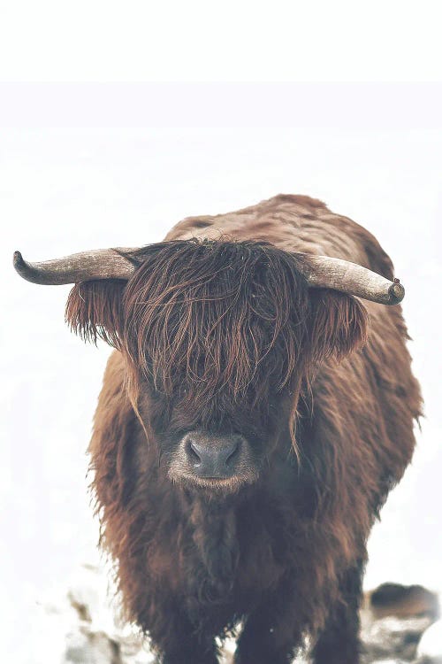 Winter Highland Cow