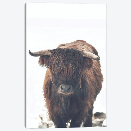 Winter Highland Cow Canvas Print #LEH306} by Leah Straatsma Canvas Print