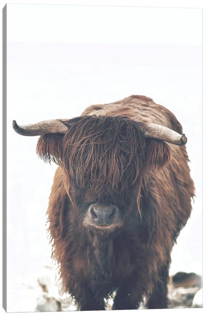Winter Highland Cow Canvas Art Print