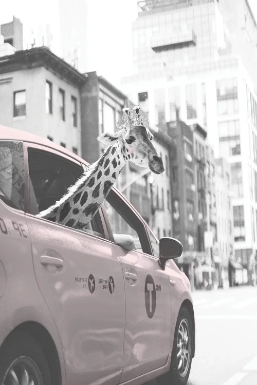 Giraffe In NYC