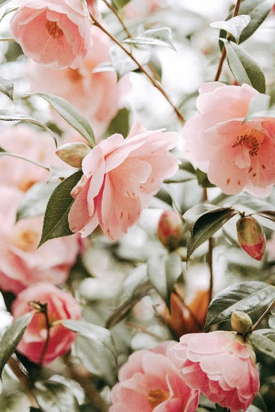 Moody Pink Florals by Leah Straatsma framed canvas print