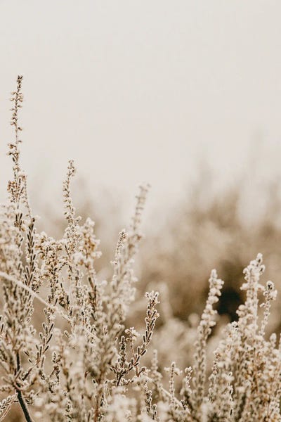 A Light Glow by Leah Straatsma framed canvas print