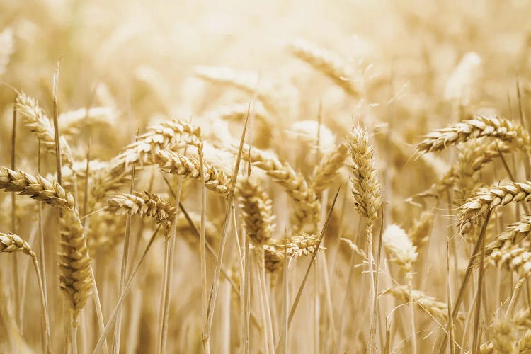 Golden Wheat by Leah Straatsma wall art