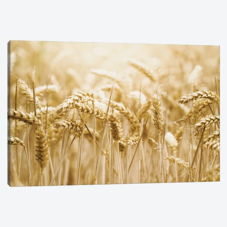 Golden Wheat Canvas Print #LEH359} by Leah Straatsma Canvas Print