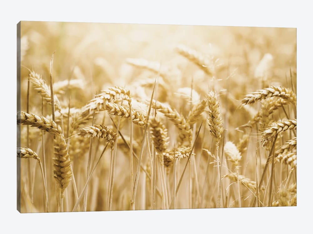 Golden Wheat by Leah Straatsma 1-piece Art Print