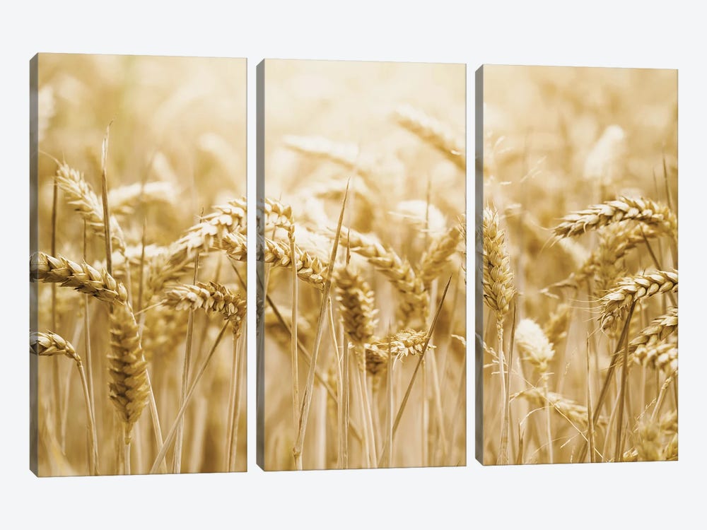 Golden Wheat by Leah Straatsma 3-piece Canvas Print
