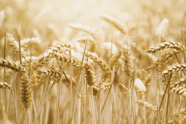 A.D. Lines Eurogroup Inc.: Golden Wheat by Leah Straatsma