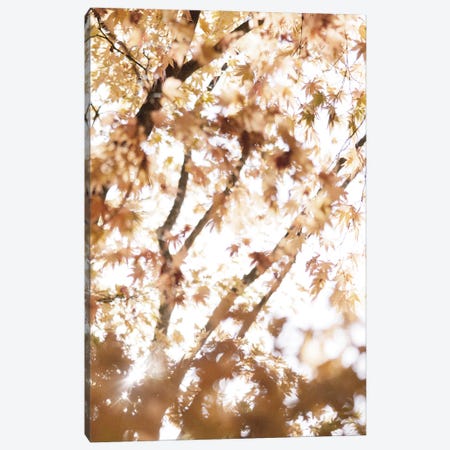 Light in the Leaves Canvas Print #LEH363} by Leah Straatsma Canvas Wall Art