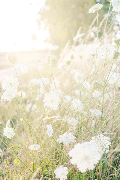 Grasses: Morning Has Broken by Leah Straatsma